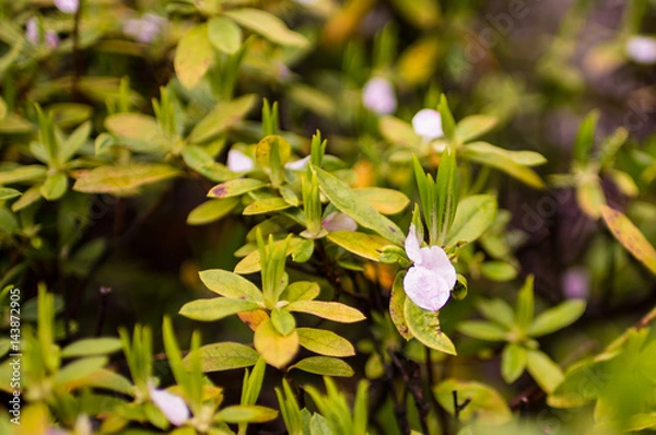 Fototapeta sakura tree