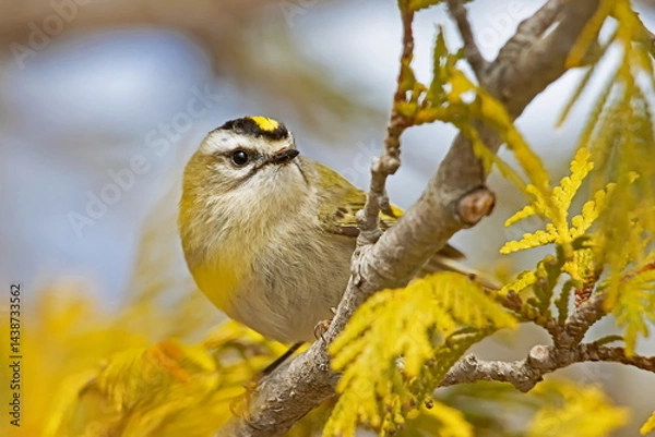 Obraz golden-crowned kinglet