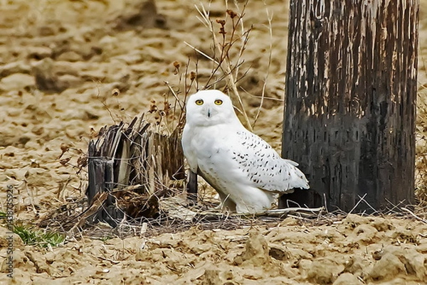 Obraz snowy owl