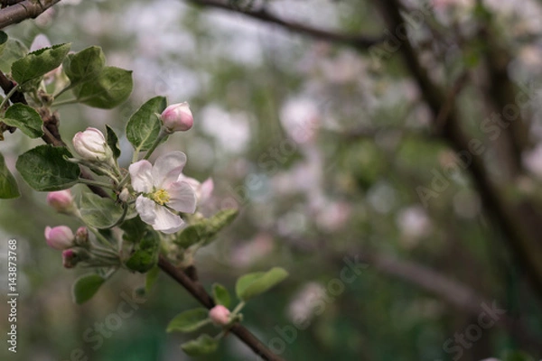 Fototapeta Spring Apple Blooming Trees