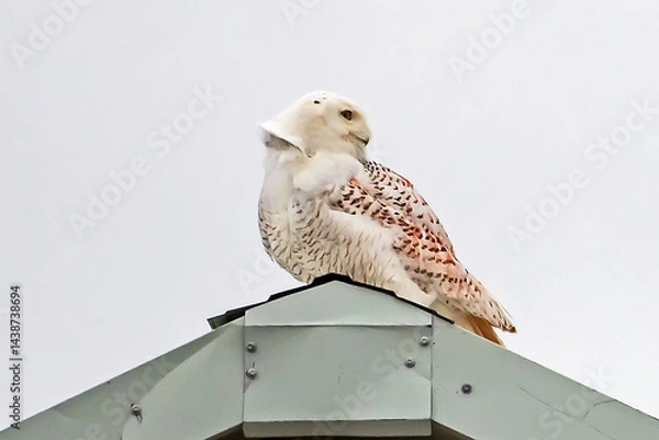 Obraz snowy owl