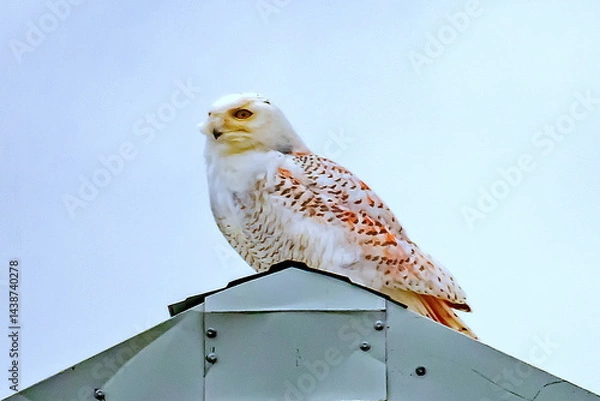 Obraz snowy owl