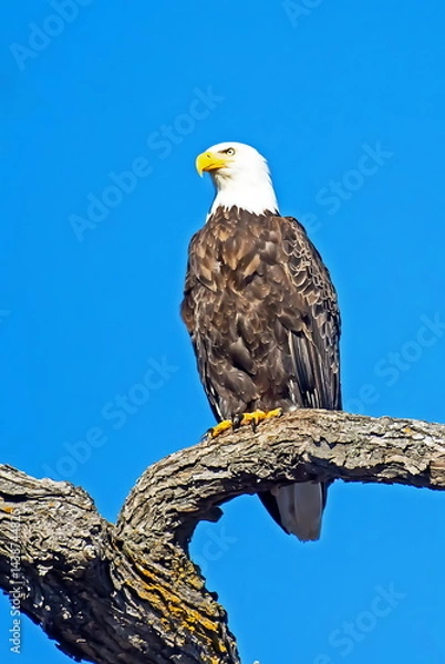 Obraz bald eagle