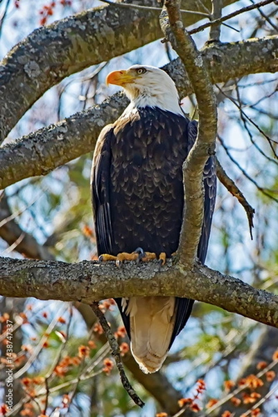 Obraz bald eagle