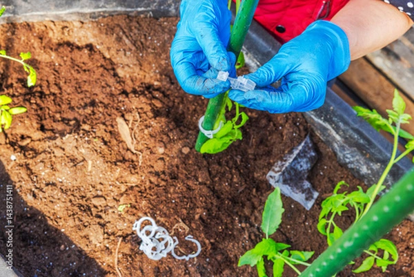 Fototapeta Woman's hands in blue gloves preparing plastic clips for fixing tomato seedlings to green supports. Sweden.