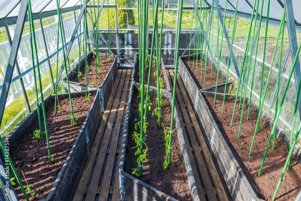 Fototapeta Young tomato seedlings tied to stakes growing in soil beds inside sunny greenhouse prepared for summer. Sweden.