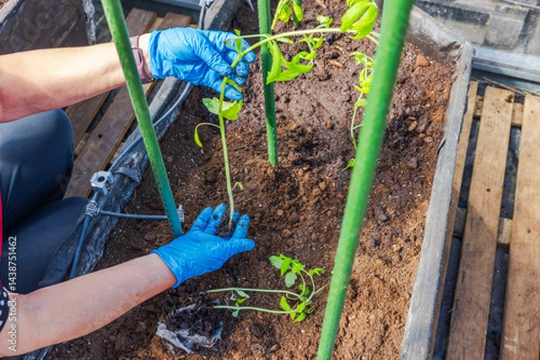 Fototapeta Woman's hands in blue gloves checking root system of young tomato seedling in greenhouse soil bed. Sweden.