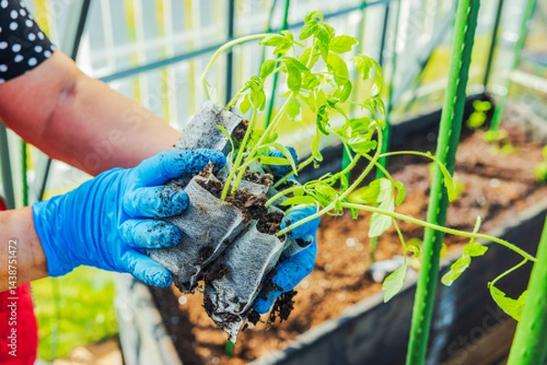 Fototapeta Close up view of woman holding tomato seedlings in mesh bags with soil inside greenhouse. Sweden.