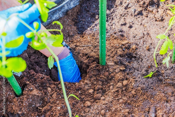 Fototapeta Hands in blue gloves digging hole for young tomato seedling planting near support stake in loose soil bed. Sweden.