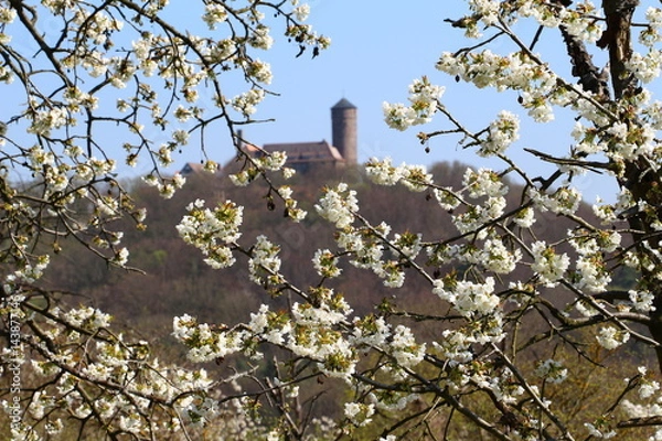 Obraz Kirschblüte mit alter Burg