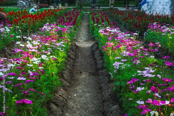 Obraz Flower bed in the garden