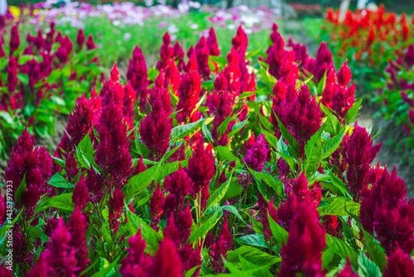 Obraz Bed of Silver Cockscomb flowers | Celosia argentea