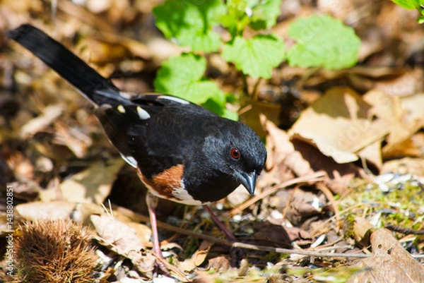 Fototapeta Eastern towhee bird(Pipilo erythrophthalmus)  rummaging for food in the undergrowth on the ground