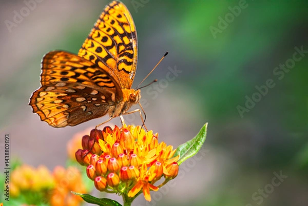 Obraz Great Spangled Fritillary (Speyeria cybele)  dorsal view with wings spread on butterfly weed flower
