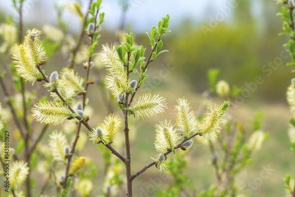 Obraz pussy willow branches