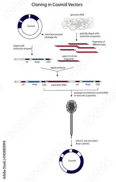 Obraz cloning in cosmid vector