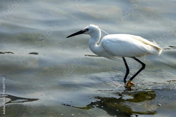 Fototapeta Little egret on the marsh searching for food