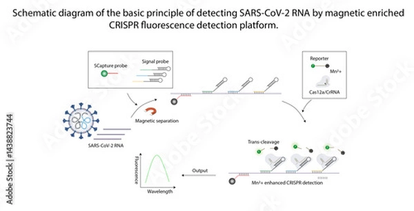 Obraz CRISPR SARS-CoV-2 detection