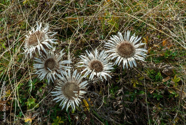 Fototapeta Silberdistel