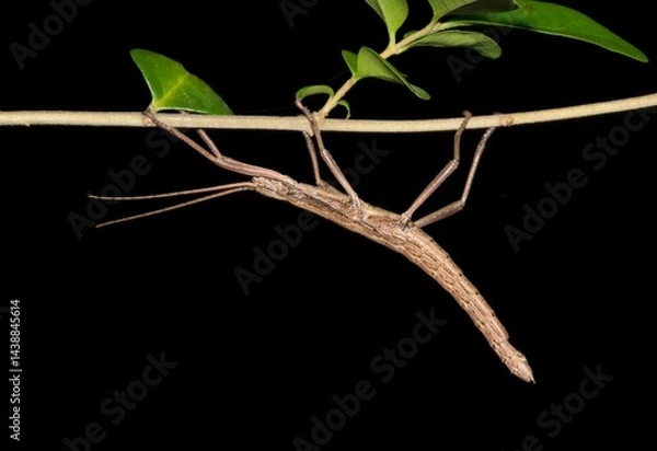 Fototapeta Southern Two-striped Walkingstick Musk Mare insect Anisomorpha buprestoides nature nocturnal.