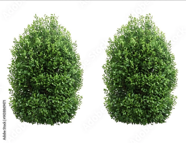 Fototapeta 2 realistic bushes isolated on a transparent background PNG file