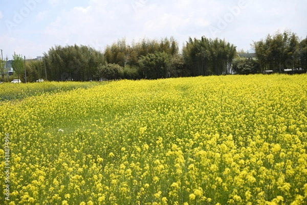Fototapeta 유채꽃밭