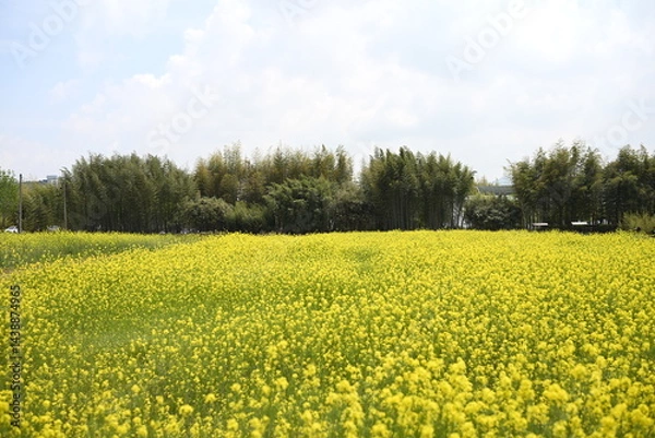 Fototapeta 유채꽃밭