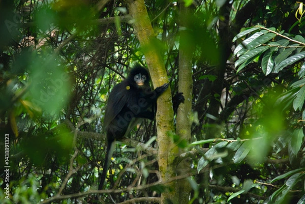 Fototapeta javan surili or javan leaf monkey (Presbytis comata) sitting on tree, found in Pekalongan rainforest, indonesia, with natural background