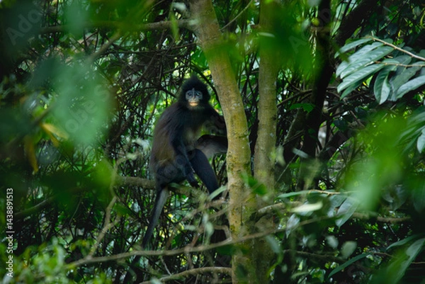 Fototapeta javan surili or javan leaf monkey (Presbytis comata) sitting on tree, found in Pekalongan rainforest, indonesia, with natural background