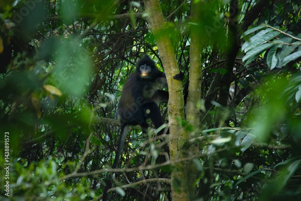 Fototapeta javan surili or javan leaf monkey (Presbytis comata) sitting on tree, found in Pekalongan rainforest, indonesia, with natural background