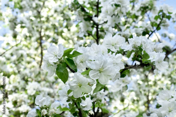 Obraz White apple tree blossoms in spring orchard
