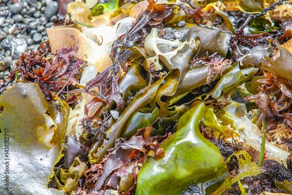 Obraz Assorted wet seaweed varieties washed ashore in vibrant natural display