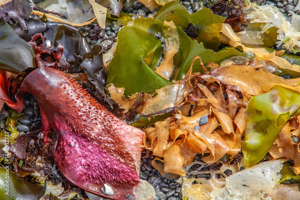 Obraz Assorted wet seaweed varieties washed ashore in vibrant natural display