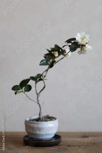 Obraz 白い山茶花の盆栽