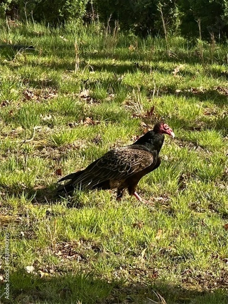 Obraz red billed hornbill