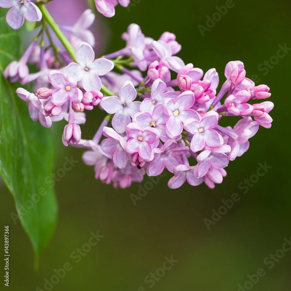 Fototapeta Close-up image of spring lilac violet flowers, abstract soft floral background