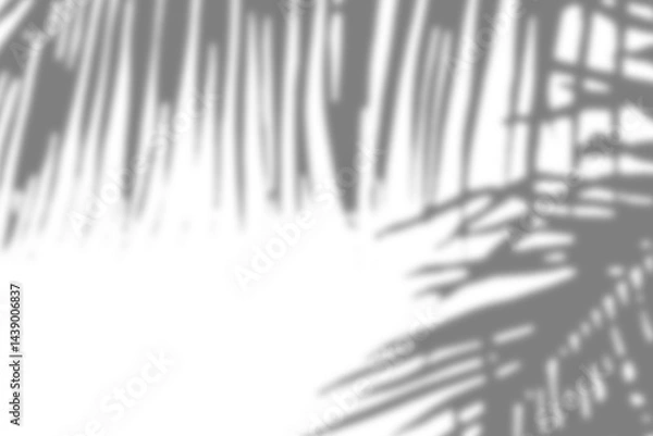 Obraz Palm fronds casting soft shadows, adding depth and fluidity to the overall composition against a light surface.