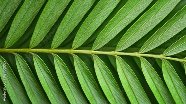 Obraz Vibrant Green Palm Frond Close Up Detailed Texture of Tropical Leaf