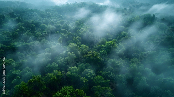 Fototapeta Mystical Rainforest Canopy Enshrouded in Ethereal Morning Fog and Verdant Greenery