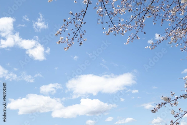 Fototapeta 青空に浮かぶ桜