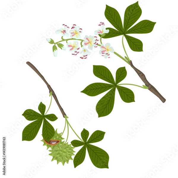 Fototapeta buckeye ,horse chestnut, vector drawing tree branches with fruits, flowers and green leaves isolated at white background, hand drawn illustration