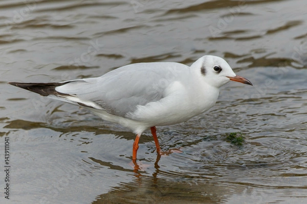 Obraz 水上の餌を探すユリカモメ