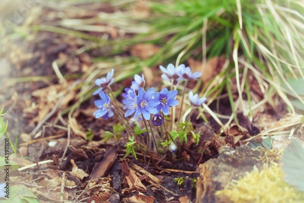 Fototapeta Anemone hepatica or Hepatica nobilis