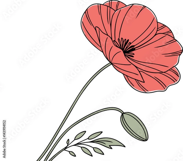 Obraz Beautiful Poppy Flower Vector Art Collection