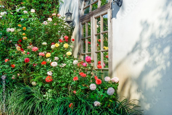 Obraz Multicolored rose in flower garden,Сolorful roses in rose garden and wooden window,English roses of different colors in english garden.