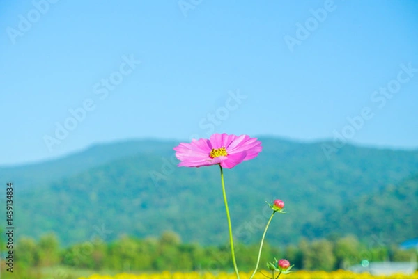 Obraz Field of Pink cosmos flowers blooming in garden,wild pink cosmos flowers in spring day,autumn season,view of the various cosmos flowers,Selective focus.