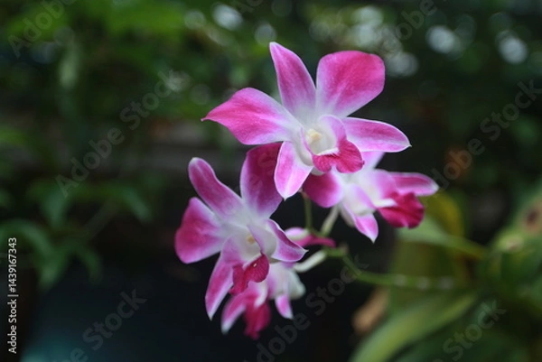 Obraz Cooktown Orchid