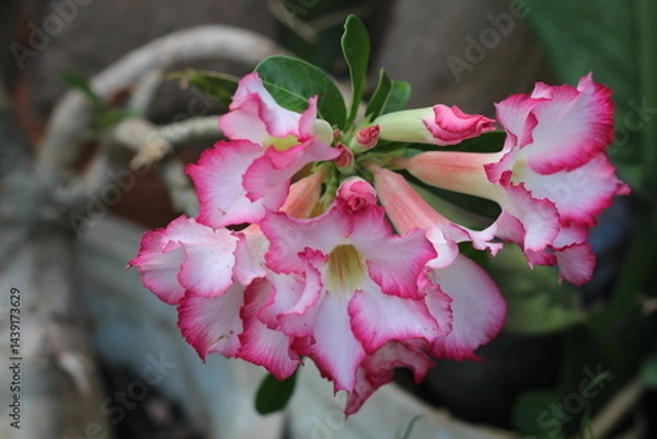 Obraz Adenium obesum