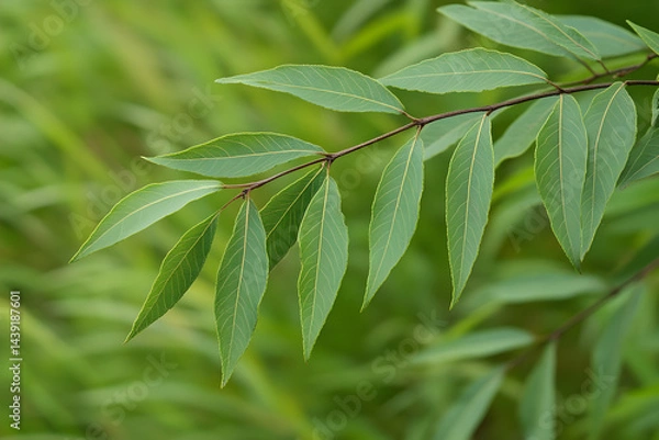 Fototapeta "Fresh Green Curry Leaves on Natural Background - Herbal Plant Closeup"