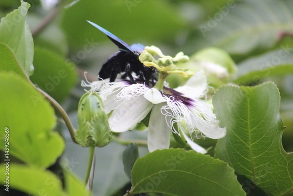 Fototapeta Bumblebee